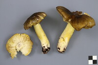 Tricholoma subsejunctum image